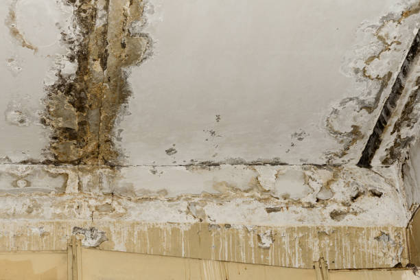 Best Attic Mold Removal  in Ohioville, PA