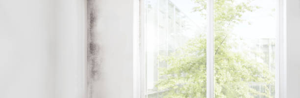Trusted Ohioville, PA Mold Removal Experts
