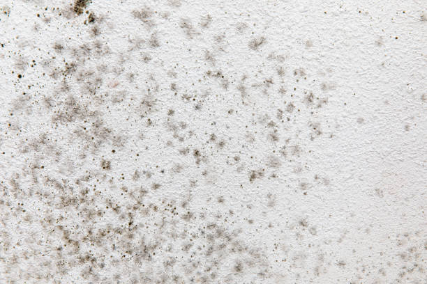 Best Mold Damage Restoration  in Ohioville, PA